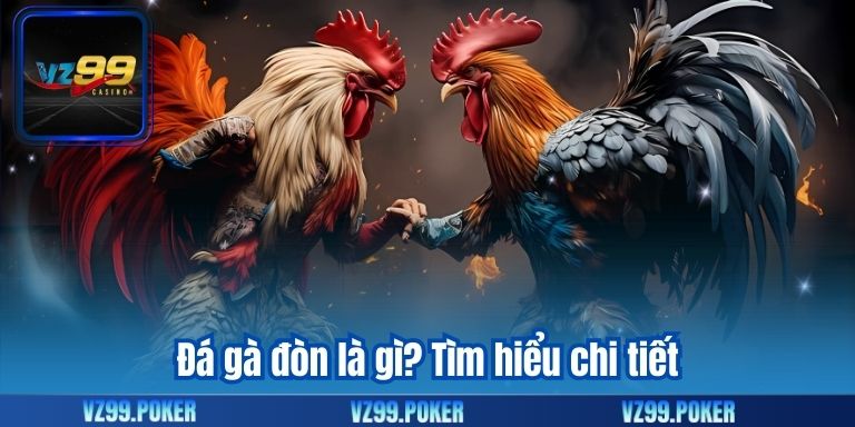 Đá Gà Đòn – Tổng Hợp Các Thông Tin Hữu Ích 6 Đá gà đòn là gì? Tìm hiểu chi tiết