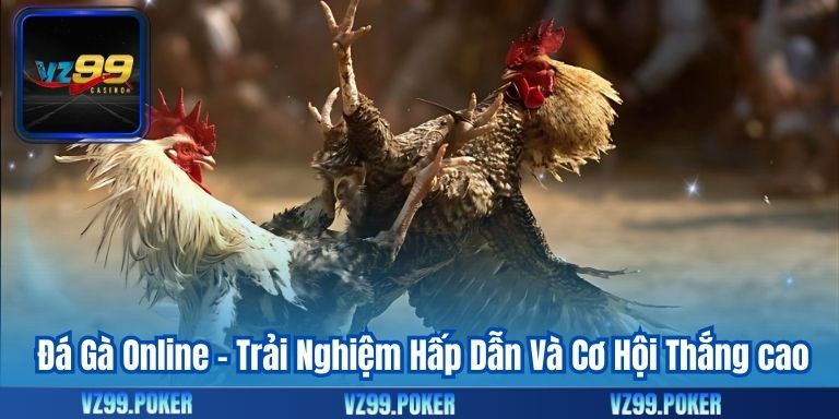 Đá Gà Online - Trải Nghiệm Hấp Dẫn Và Cơ Hội Thắng cao 4 Đá Gà Online - Trải Nghiệm Hấp Dẫn Và Cơ Hội Thắng cao