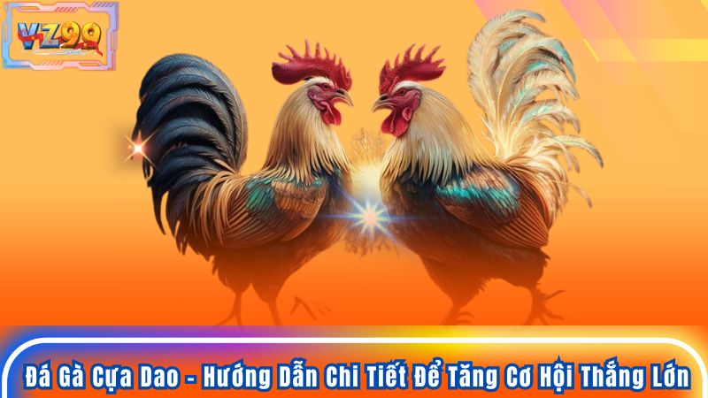 Đá Gà Cựa Dao - Hướng Dẫn Chi Tiết Để Tăng Cơ Hội Thắng Lớn 3 Đá Gà Cựa Dao - Hướng Dẫn Chi Tiết Để Tăng Cơ Hội Thắng Lớn