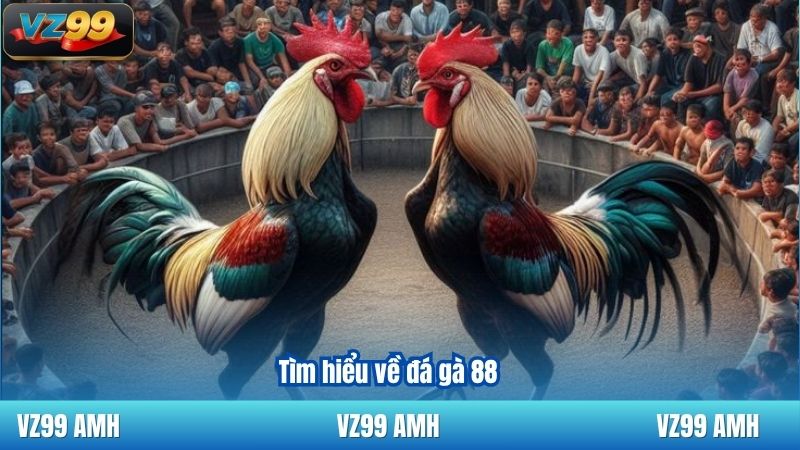 Đá Gà 88 – Nơi Trải Nghiệm Những Trận Đấu Đỉnh Cao Kịch Tính 6 Tìm hiểu về đá gà 88